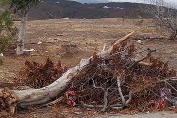  Temor en La Lomo de Jinámar por los montones de restos vegetales secos (Foto TA)